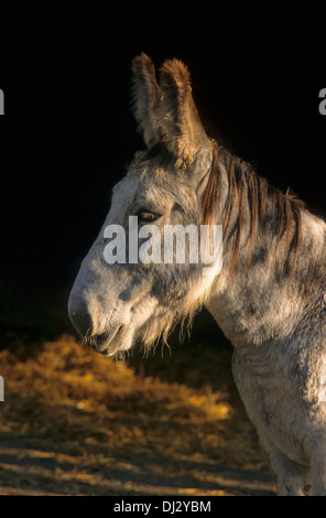 L'Âne, le géant espagnol dans le paddock, âne, Esel, spanischer Riesenesel, dans der Koppel, Banque D'Images