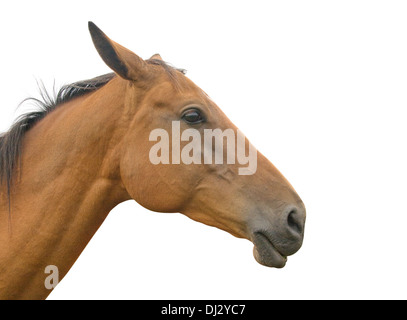 Profil d'une tête de cheval et du cou, isolé sur fond blanc Banque D'Images