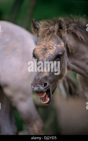 Des Abbildzüchtung - Tarpan Tarpan, Pferds (Equus ferus ferus), cheval sauvage eurasien Banque D'Images