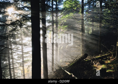 Brouillard, soleil dans la forêt Banque D'Images