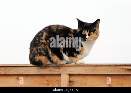 Écaille domestique cat sitting sur jardin clôture Banque D'Images