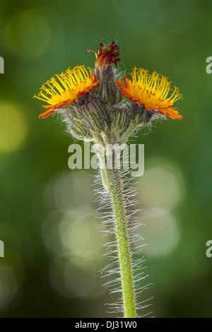 L'épervière Hieracium aurantiacum, Orange Banque D'Images