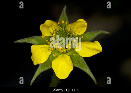 Geum urbanum benoîte, Banque D'Images