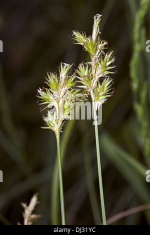 Carex brizoides, herbe Alpine Banque D'Images