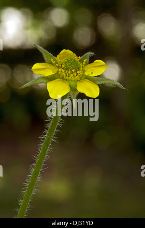 Geum urbanum benoîte, Banque D'Images