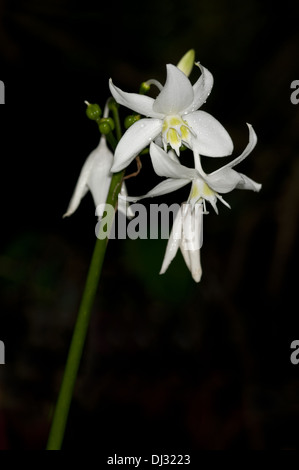 Amazon Lily, Eucharis grandiflora Banque D'Images