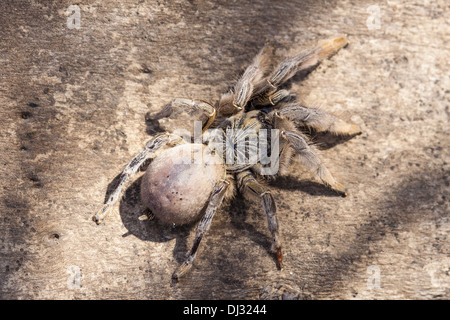 Golden brown tarantula Augacephalus sp. Banque D'Images