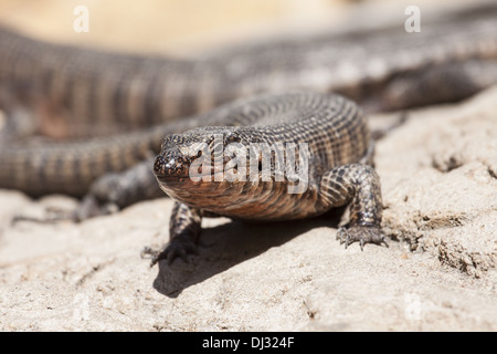 Lézard plaqué Rocks (Gerrhosaurus validus) Banque D'Images