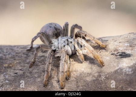 Golden brown tarantula Augacephalus sp. Banque D'Images