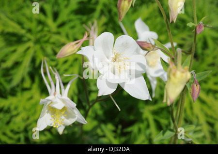 Ancolie blanche Banque D'Images