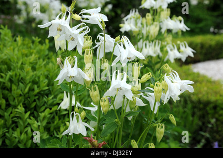 Ancolie blanche Banque D'Images