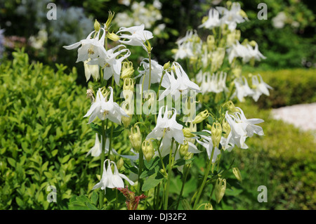 Ancolie blanche Banque D'Images