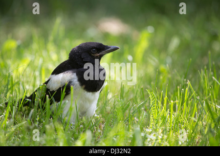 Une jeune Pie bavarde (Pica pica) errant autour de l'herbe. Banque D'Images