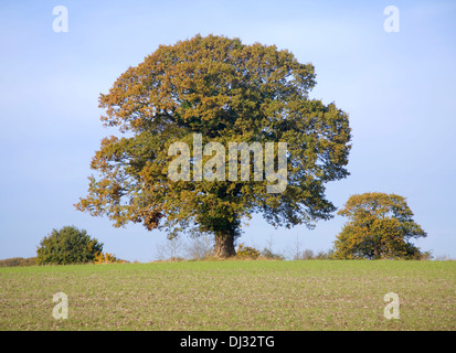 Grand chêne Feuilles couleur d'automne standing in field against blue sky, Suffolk, Angleterre Banque D'Images