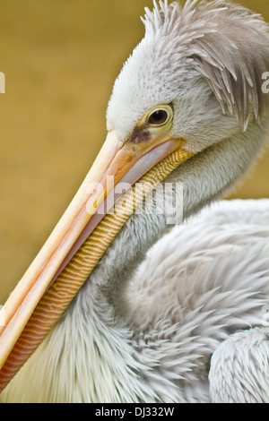 Pélican à dos rosé (Pelecanus rufescens) Banque D'Images