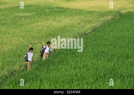 Les garçons indiens à la maison de l'école à pied à travers rizières mûres champ. L'Andhra Pradesh, Inde Banque D'Images