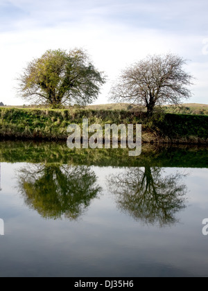 Arbres se reflétant dans l'eau d'hiver Banque D'Images