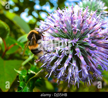 Une abeille sur une fleur d'allium Banque D'Images