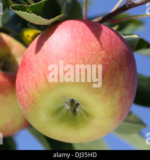 La direction générale d'Apple sur la pendaison d'un pommier à l'automne Banque D'Images