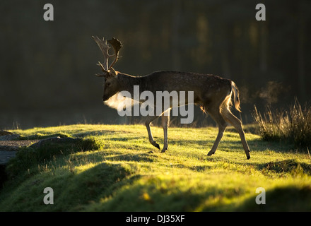 Le matin de l'automne, le cerf de Virginie marche, Bradgate Park, Leicestershire, Angleterre, Royaume-Uni Banque D'Images