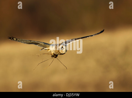 Petit hibou en vol avec un vole dans ses talons, Hanging Houghton, Northamptonshire, Angleterre, Royaume-Uni Banque D'Images