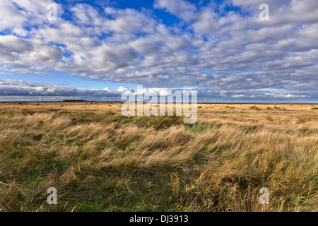 Sur le marais de roseaux de la côte de Norfolk à Thornham Banque D'Images