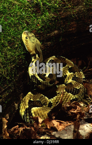 Rattlesnake de bois (Crotalus horridus) en posture de chasse, attendant la proie à côté du bois. Banque D'Images