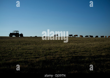 Vaches dans la Galice, Espagne. ferme vache espagnol galicien Banque D'Images