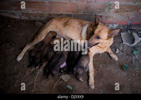 Litière pour chiens allaités, Galice, Espagne. chiens sac infirmière nés Puppy Puppy-dog Banque D'Images