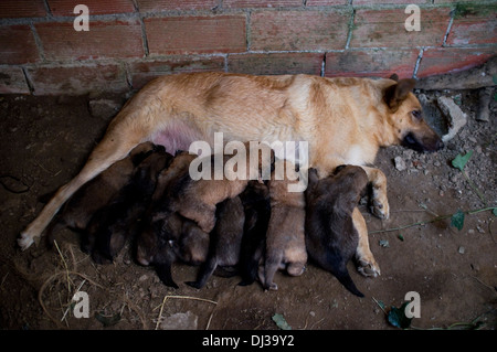 Litière pour chiens allaités, Galice, Espagne. chiens sac infirmière nés Puppy Puppy-dog Banque D'Images