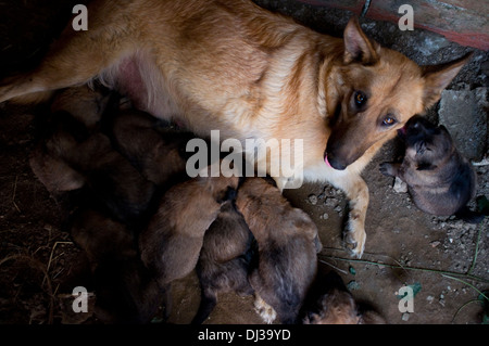 Litière pour chiens allaités, Galice, Espagne. chiens sac infirmière nés Puppy Puppy-dog Banque D'Images