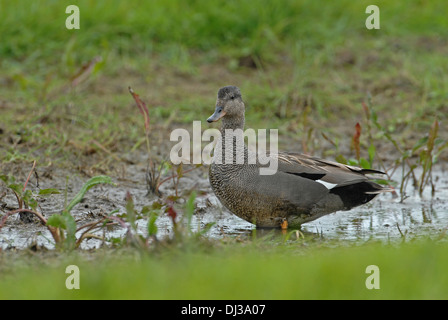 Le Canard chipeau (Anas strepera). Mâle adulte Banque D'Images