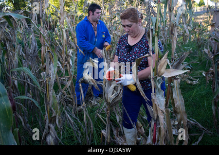 La récolte du maïs en Galice, Espagne. récolte agriculteur pays campagne rural paysan travailleur travail travail Banque D'Images