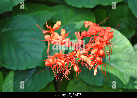 Glorybower Java nom Latin Clerodendrum speciosissimum Banque D'Images