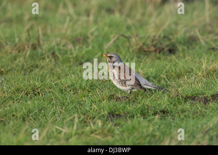 F (Turdus Fieldfare) se nourrissent dans les pâturages Banque D'Images