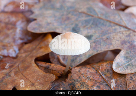 Beaux champignons d'automne en Finlande Banque D'Images