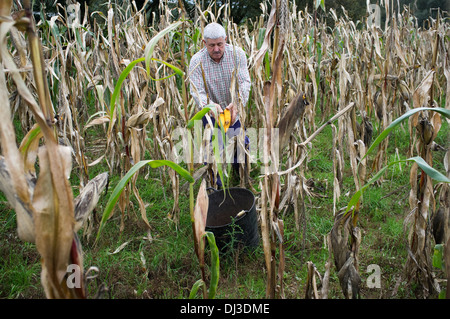 La récolte du maïs en Galice, Espagne. récolte agriculteur pays campagne rural paysan travailleur travail travail Banque D'Images