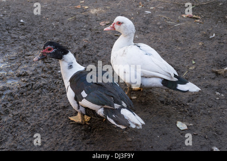 Une paire de canards de Barbarie (Cairina moschata) Banque D'Images