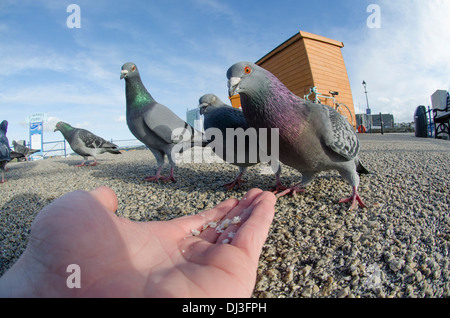 Les pigeons (Collumbia livia) d'être nourris à la main sur du pain à l'aide d'un gravier objectif fish eye. Banque D'Images