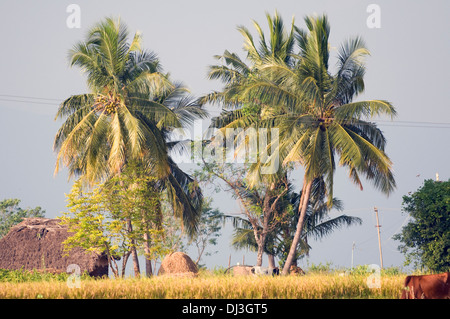 Des cocotiers dans le vent dans une scène pastorale dans la campagne autour de la colline Arunachala Tiruvannamalai Inde du Sud. Banque D'Images