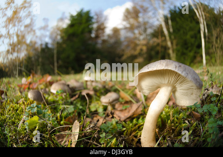 Fermer jusqu'au niveau du sol montrant les branchies de champignons Les champignons sur les racines des arbres de bouleau Banque D'Images