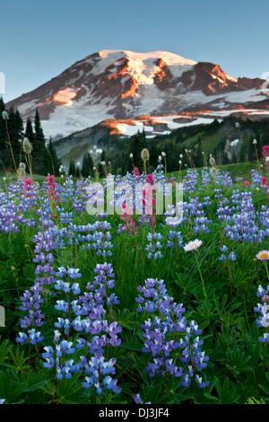 Début de la lumière sur le Mont Rainier au-dessus de prairies de lupin et le pinceau sur la crête de Mazama, Mount Rainier National Park, Washington. Banque D'Images