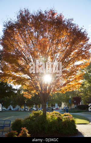 Soleil qui brille à travers les feuilles d'automne orange d'un arbre dans un parc Banque D'Images