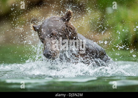 USA, Alaska, Katmai National Park, côtières Brown Bear (Ursus arctos) en pêchant dans les éclaboussures d'eau de frai du saumon Banque D'Images