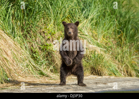 USA, Alaska, Katmai National Park, côtières Brown Bear Printemps Cub (Ursus arctos) se tient debout en alarme Banque D'Images