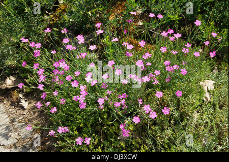 Jeune fille rose Banque D'Images