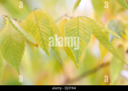 Belles couleurs d'automne de l'arbre de Zelkova serrata Butler Jane-Ann keyaki Photographie JABP962 Banque D'Images