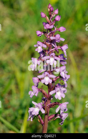 Orchidée parfumée commune - Gymnadenia conopsea Banque D'Images