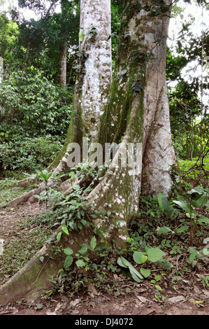 Amazon - arbres géants Banque D'Images