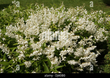 Deutzie Deutzia gracilis, Banque D'Images